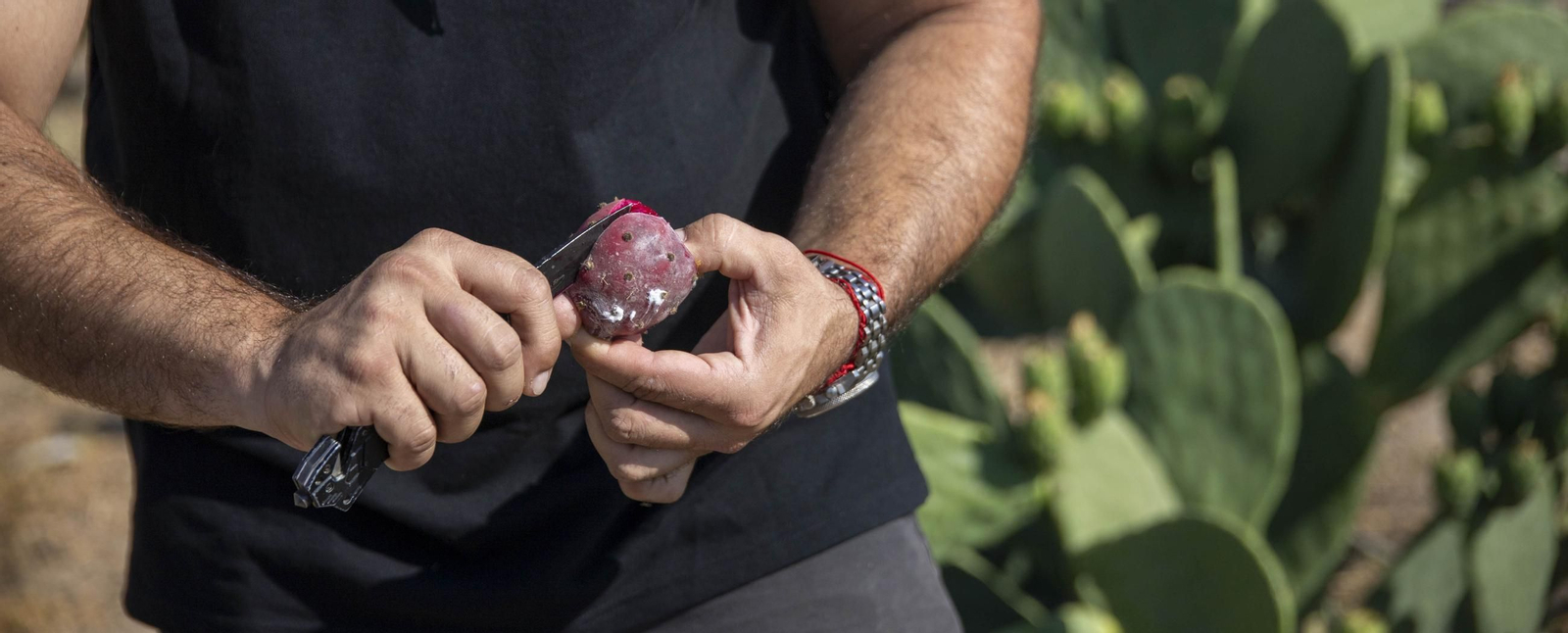Plantación de chumbos de Níjar