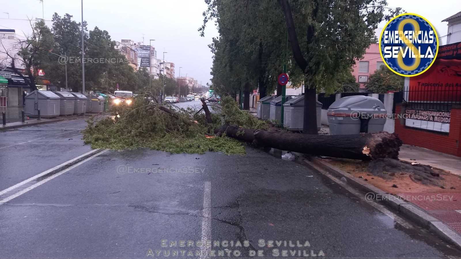 Arbol caído en la avenida Marqués de Pickman