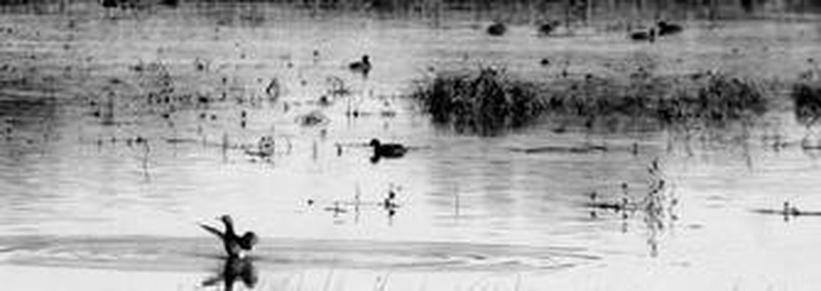 Laguna de Doñana en pleno invierno lluvioso junto a la zona de El Acebuche. Conservarlas es esencial para el futuro de la Reserva.