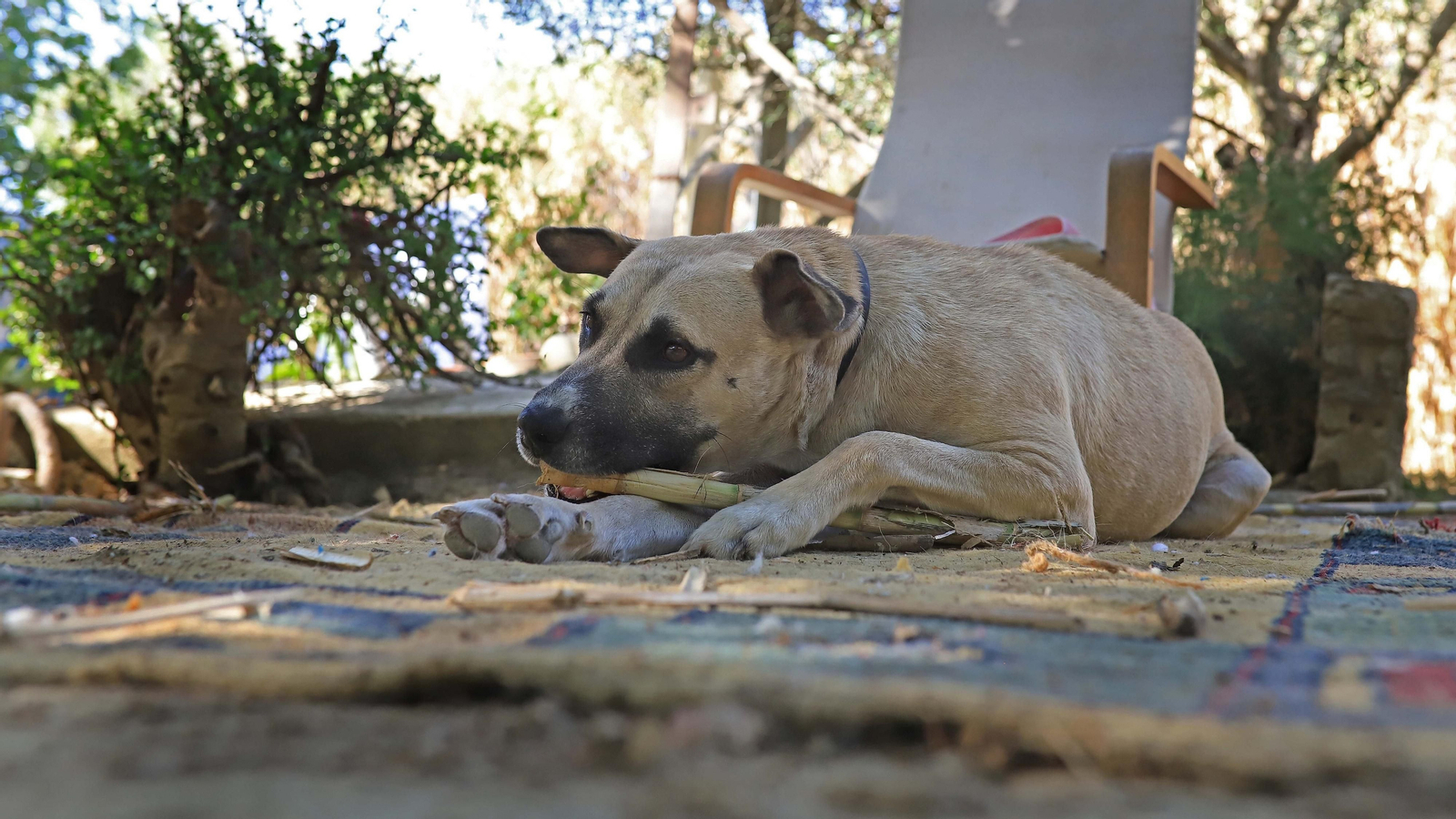 La protectora 'No me abandones' tiene 80 perros wue buscan un hogar