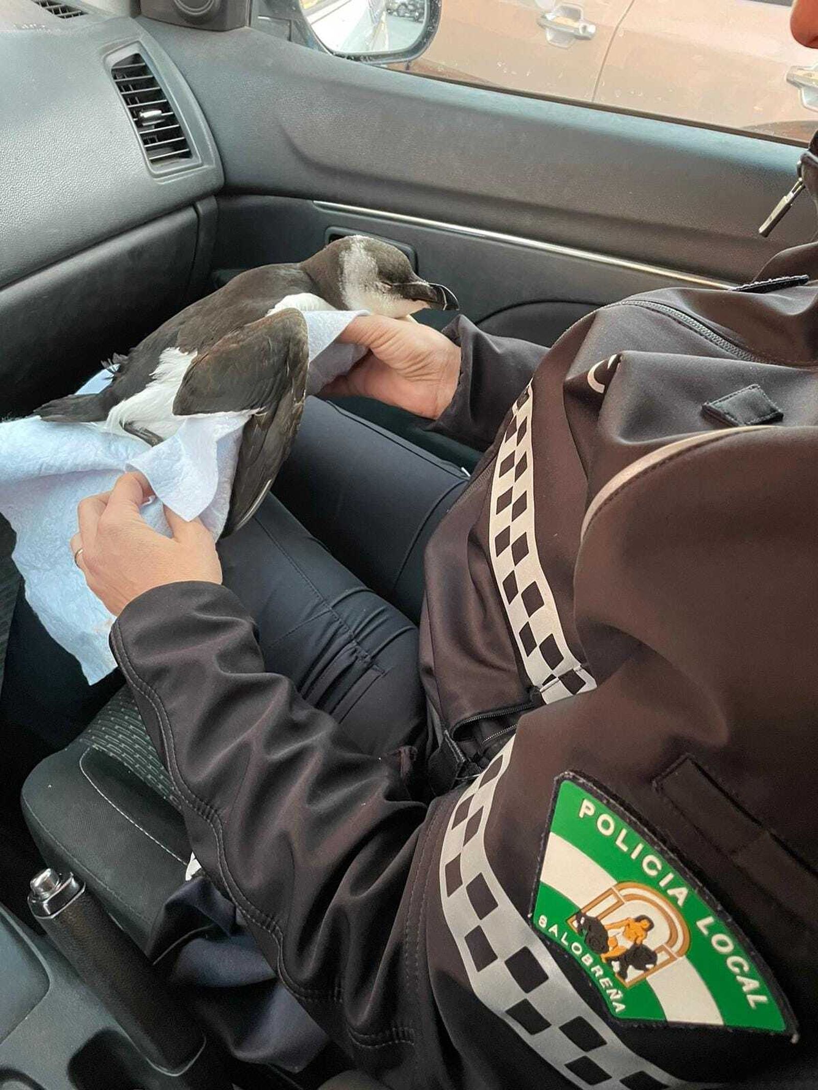 ¿Un pingüino en la playa de Salobreña?