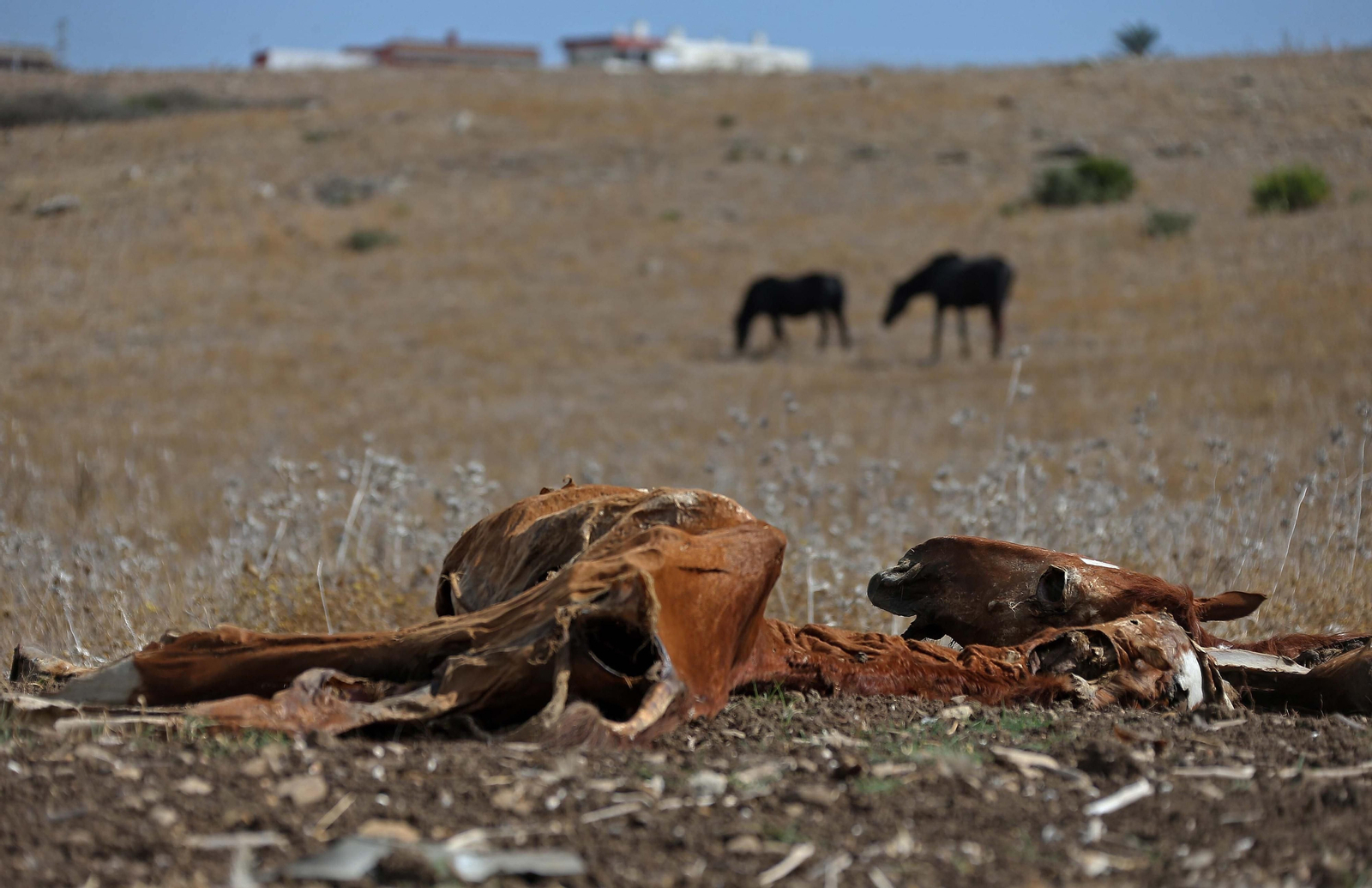 Imágenes de los nuevos cadáveres de caballos en el muladar ilegal de Pajarete en Algeciras