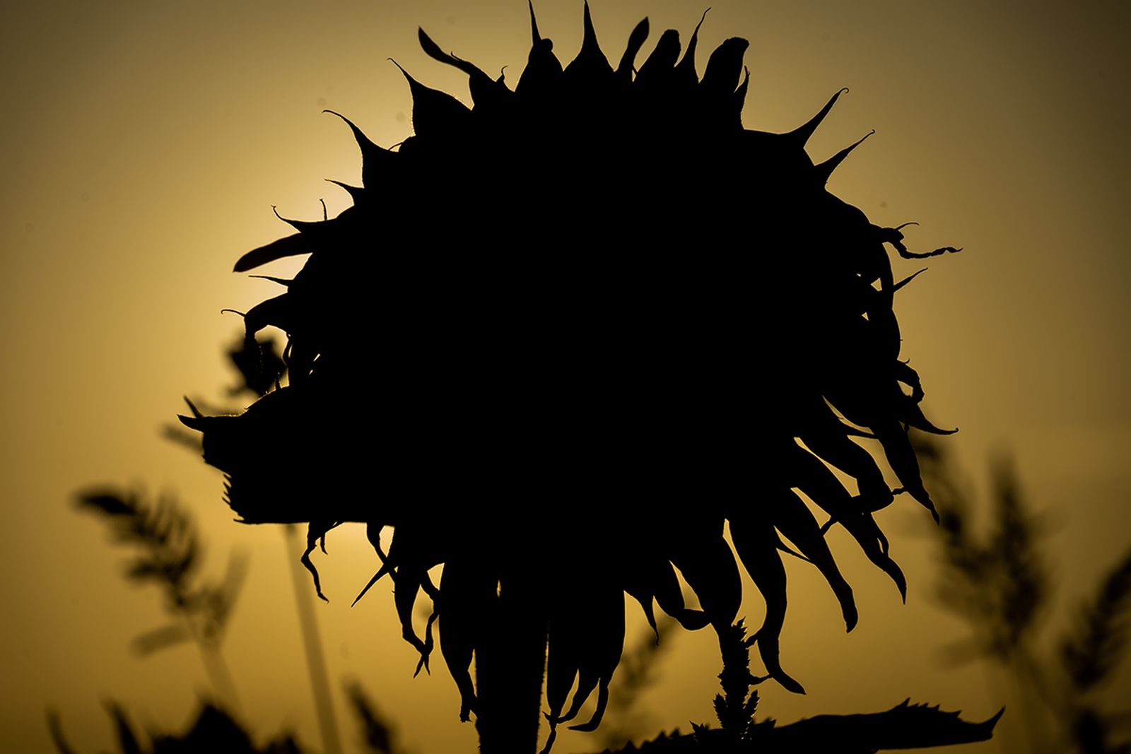 Campos de girasoles en la Campiña de Córdoba