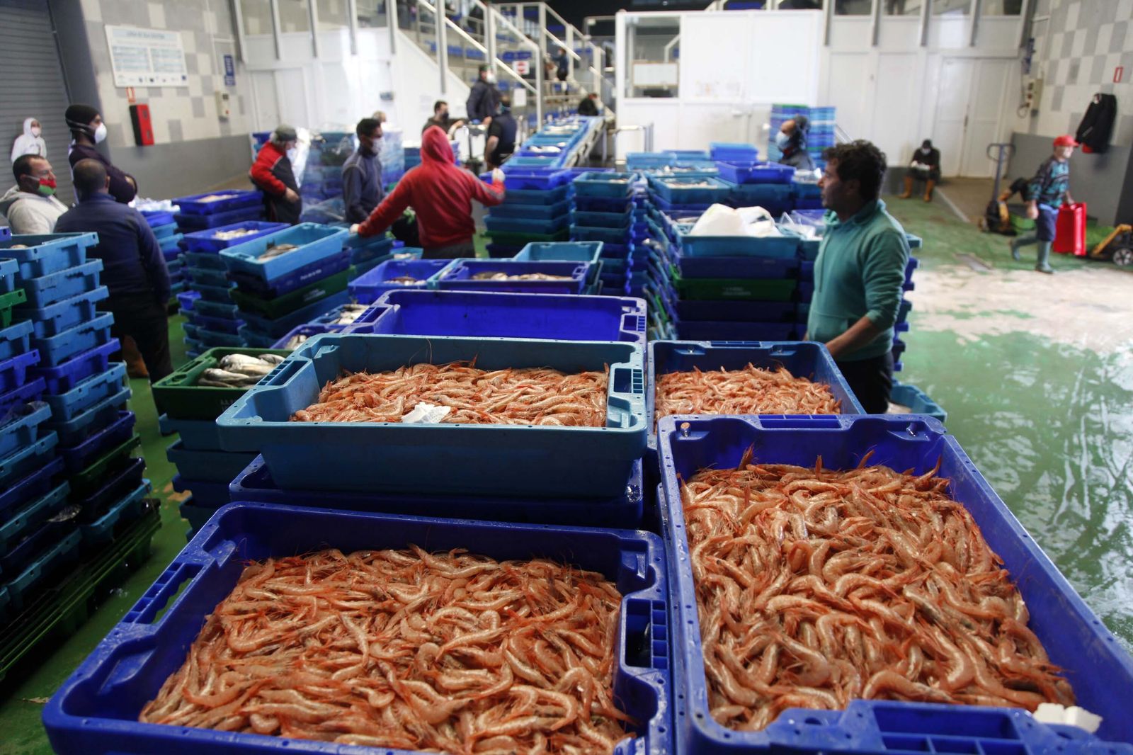 Gambas de Huelva recién capturadas, en la lonja de Isla Cristina, la de más actividad de toda Andalucía.