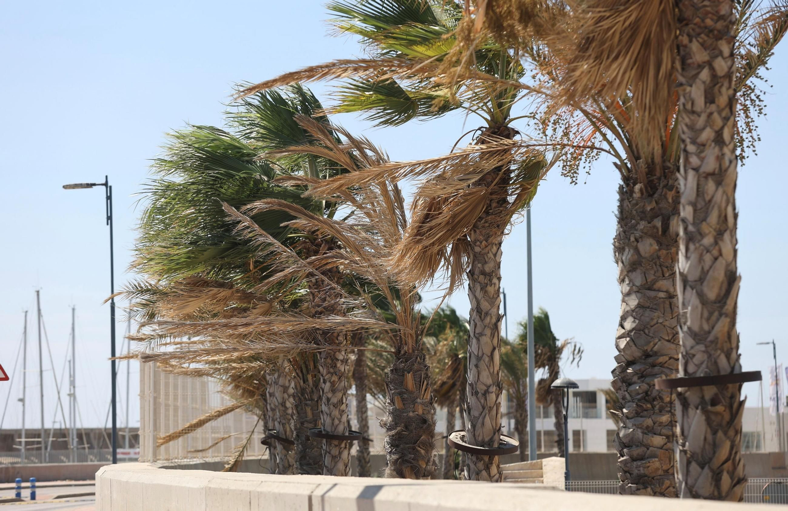 Palmeras dobladas por el viento en Málaga. Palmeras dobladas por el viento en Málaga.