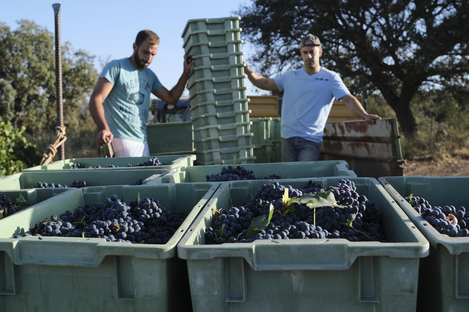 La vendimia de la Serranía de Ronda, en fotos.
