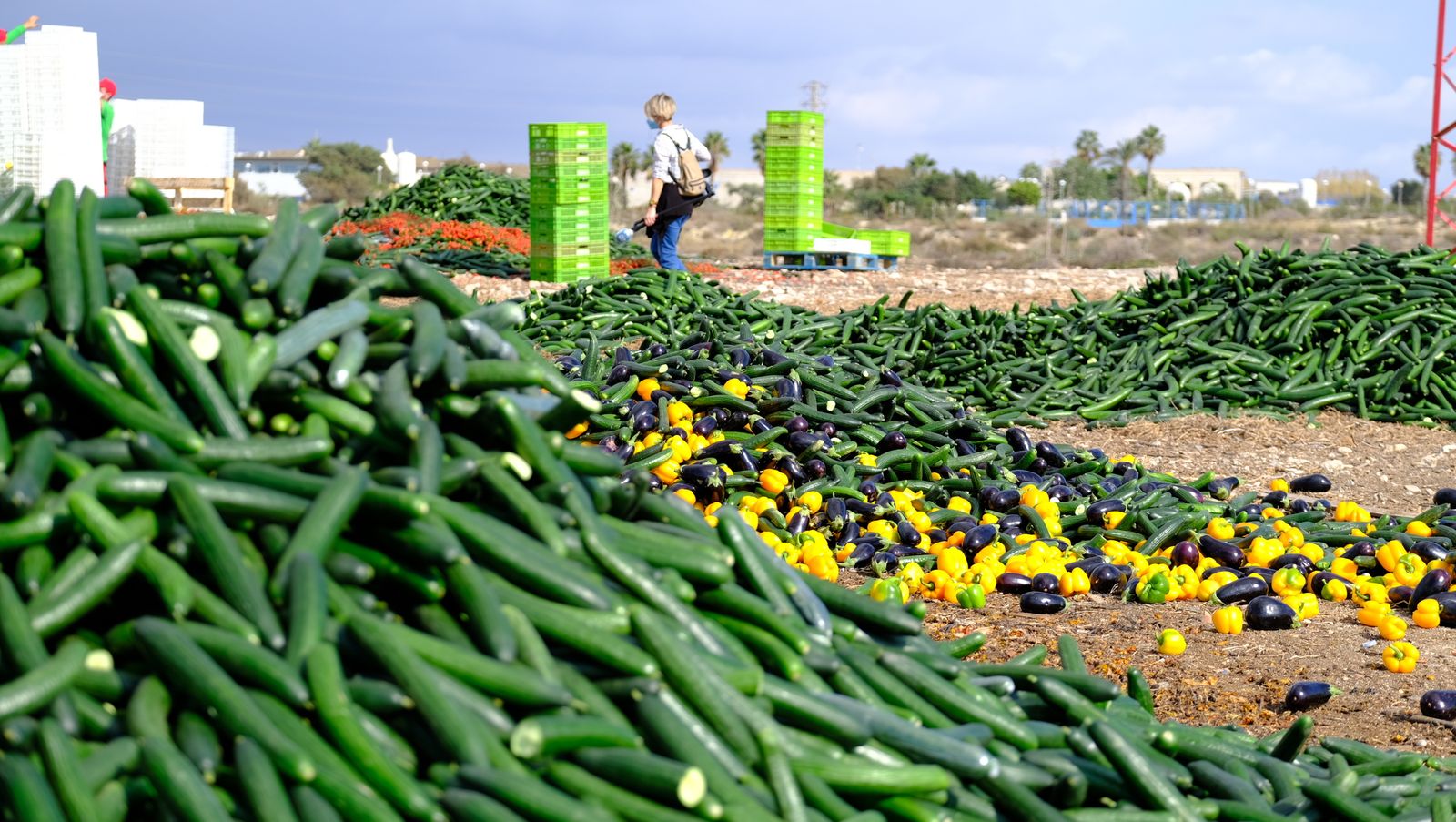 Fotogalería destrucción de pepinos en Almería