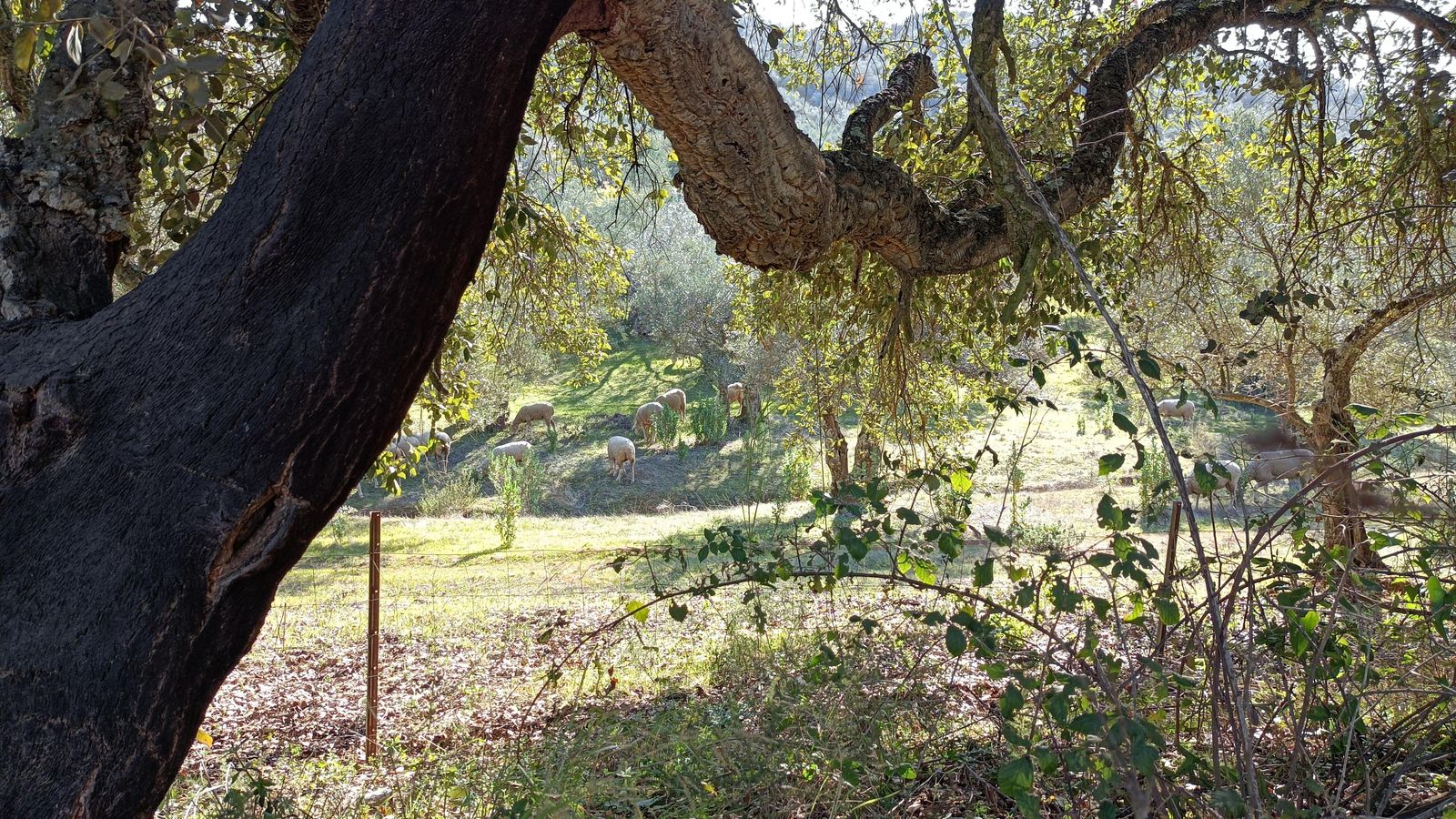 Alcornoques, ovejas, ruinas... el sendero tiene muchos atractivos.