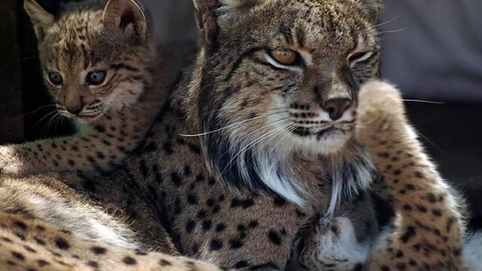 Una madre de lince ibérico con su cría
