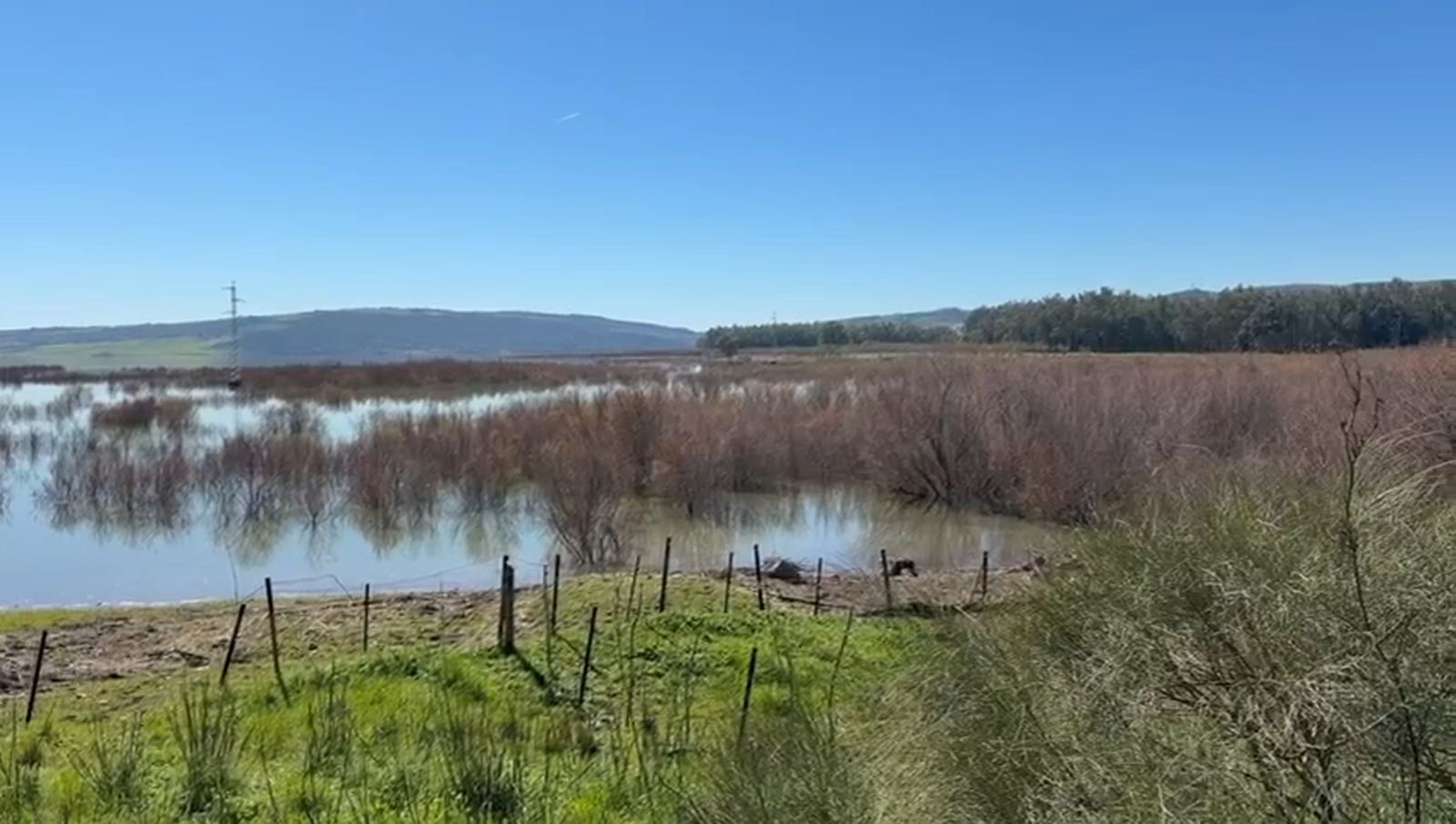 Tarajal del embalse de Bornos.