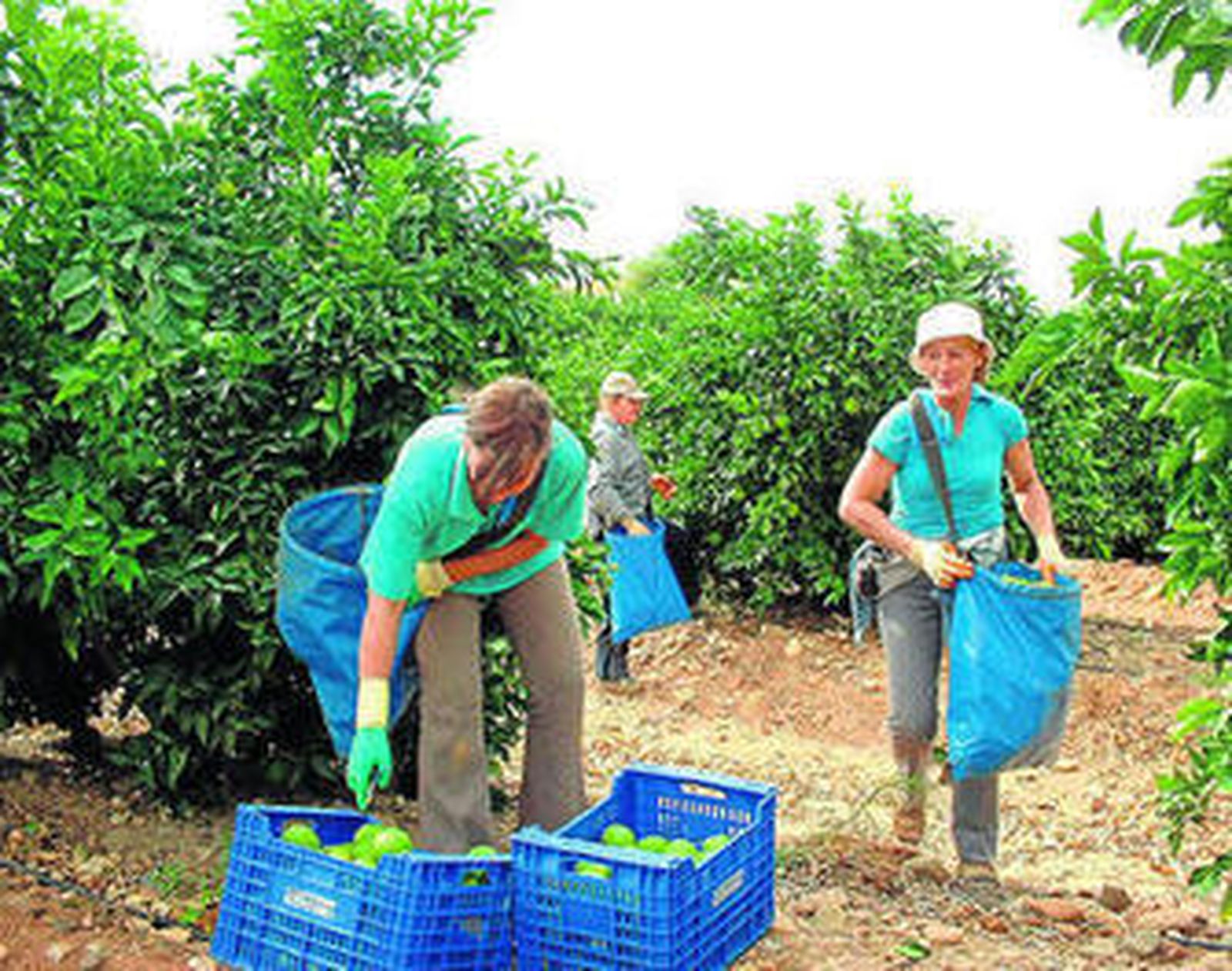 Recolección en Córdoba de cítricos, uno de los sectores más beneficiados por la rebaja fiscal.
