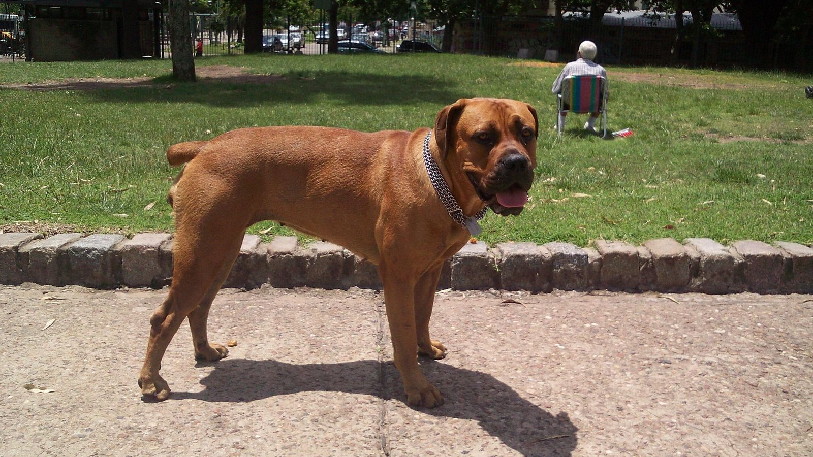 Boerboel
