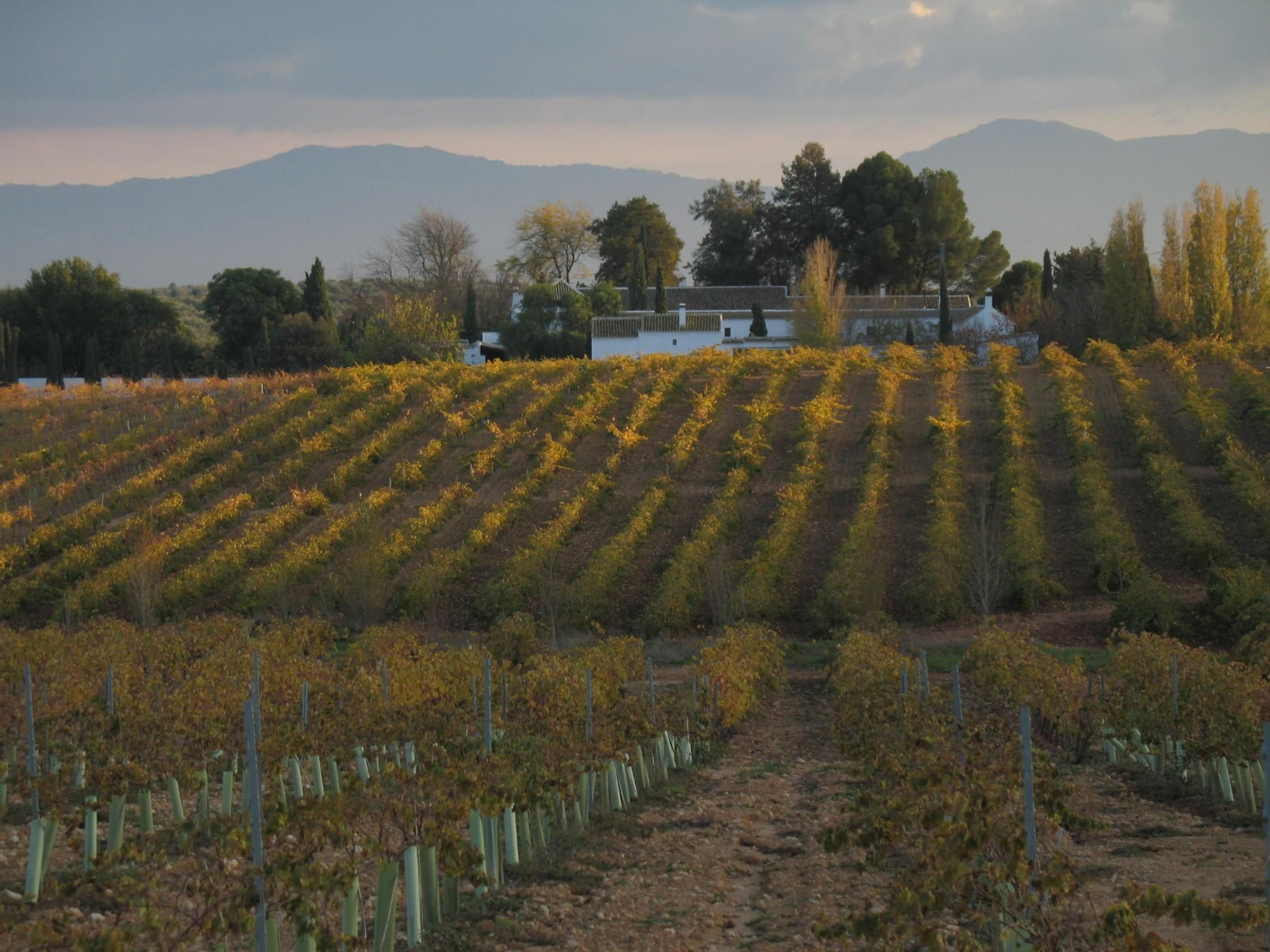 Viñedos en la finca de La Capuchina en Mollina.