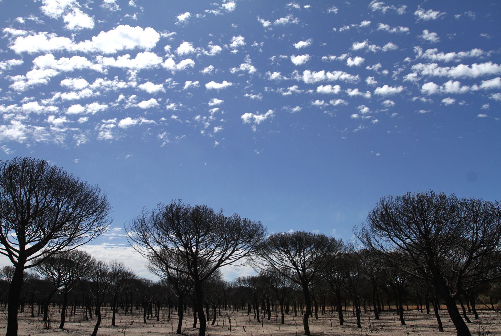 Imágenes de las consecuencias del incendio de Moguer