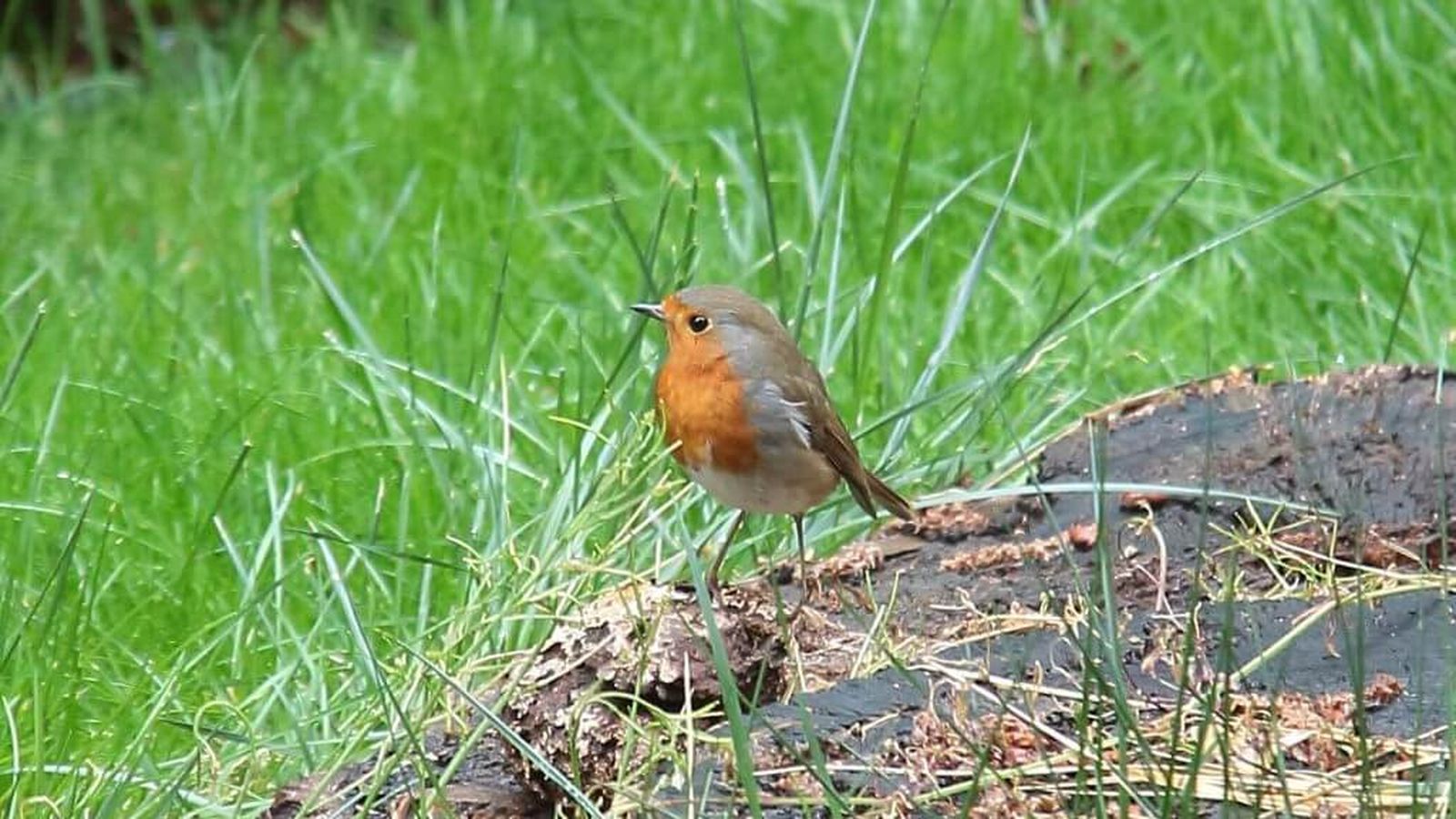 Conil, cónclave del turismo ornitológico