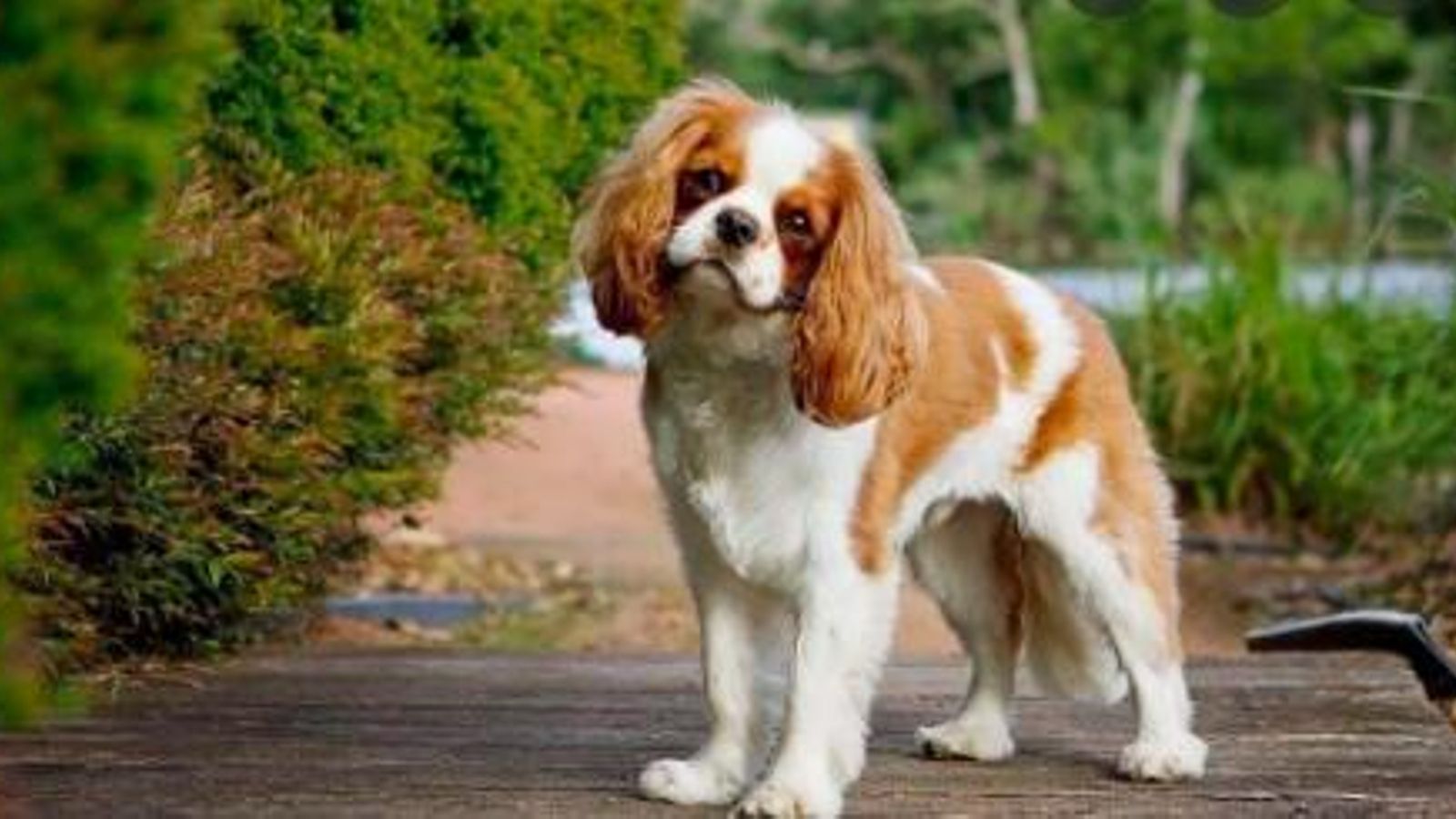 Cavalier king charles spaniel