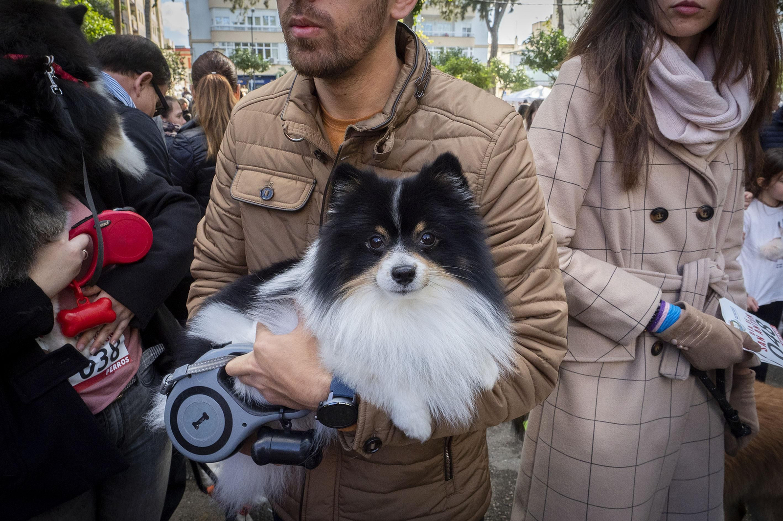 Las imágenes de la fiesta de San Antón en San Fernando