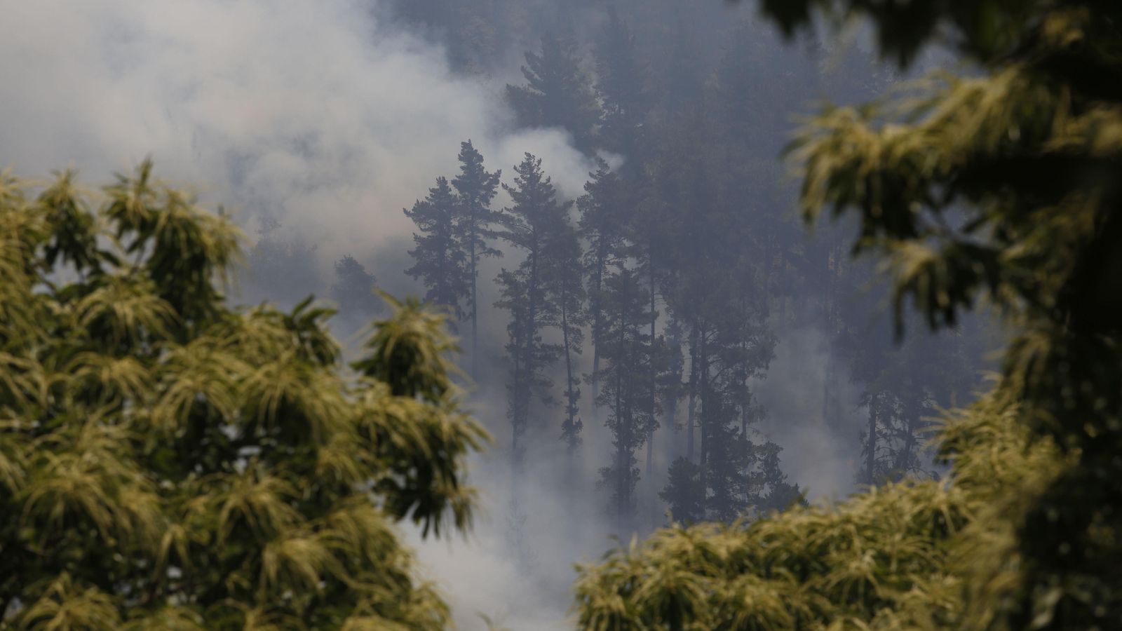 El fuego ha calcinado una superficie de 3.500 hectáreas de monte bajo y matorral