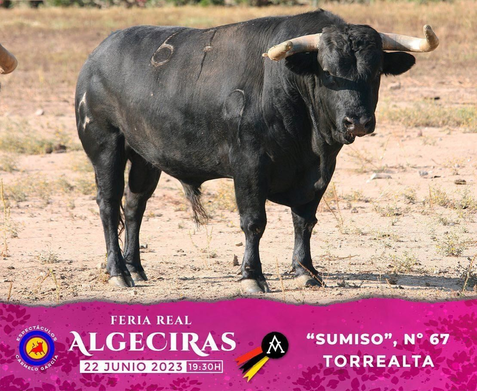 Los toros de Torrealta reseñados para la primera corrida dela  Feria de Algeciras 2023, en imágenes