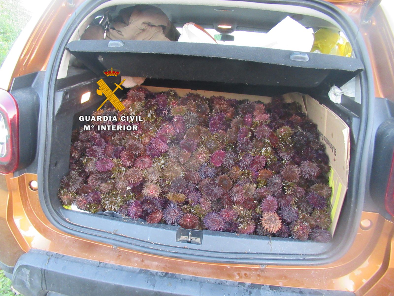 Los erizos de mar capturados ilegalmente en Mijas e intervenidos por la Guardia Civil.