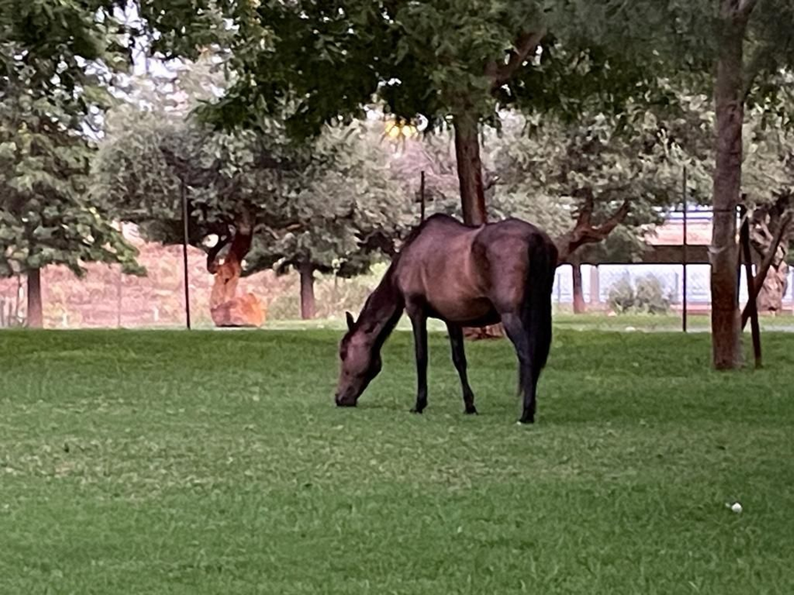 Caballos sueltos en el parque Vega de Triana de Sevilla