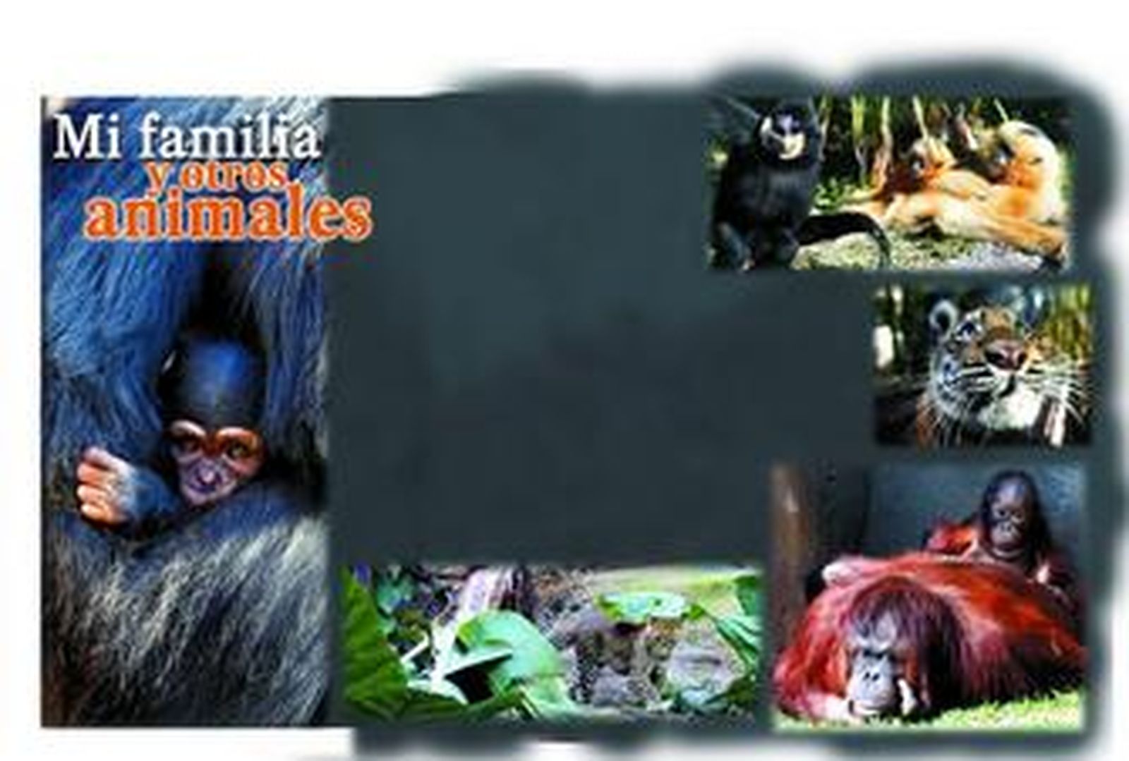 3. Tres miembros de la familia de gibón de mejillas doradas que viven en el zoo malagueño descansan al sol. 4. La cría de tigre de Sumatra que nació el año pasado en el parque mira con curiosidad a la cámara.  5. Dos orangutanes de Borneo, la madre y el travieso Banggi, que  nació en el zoo.