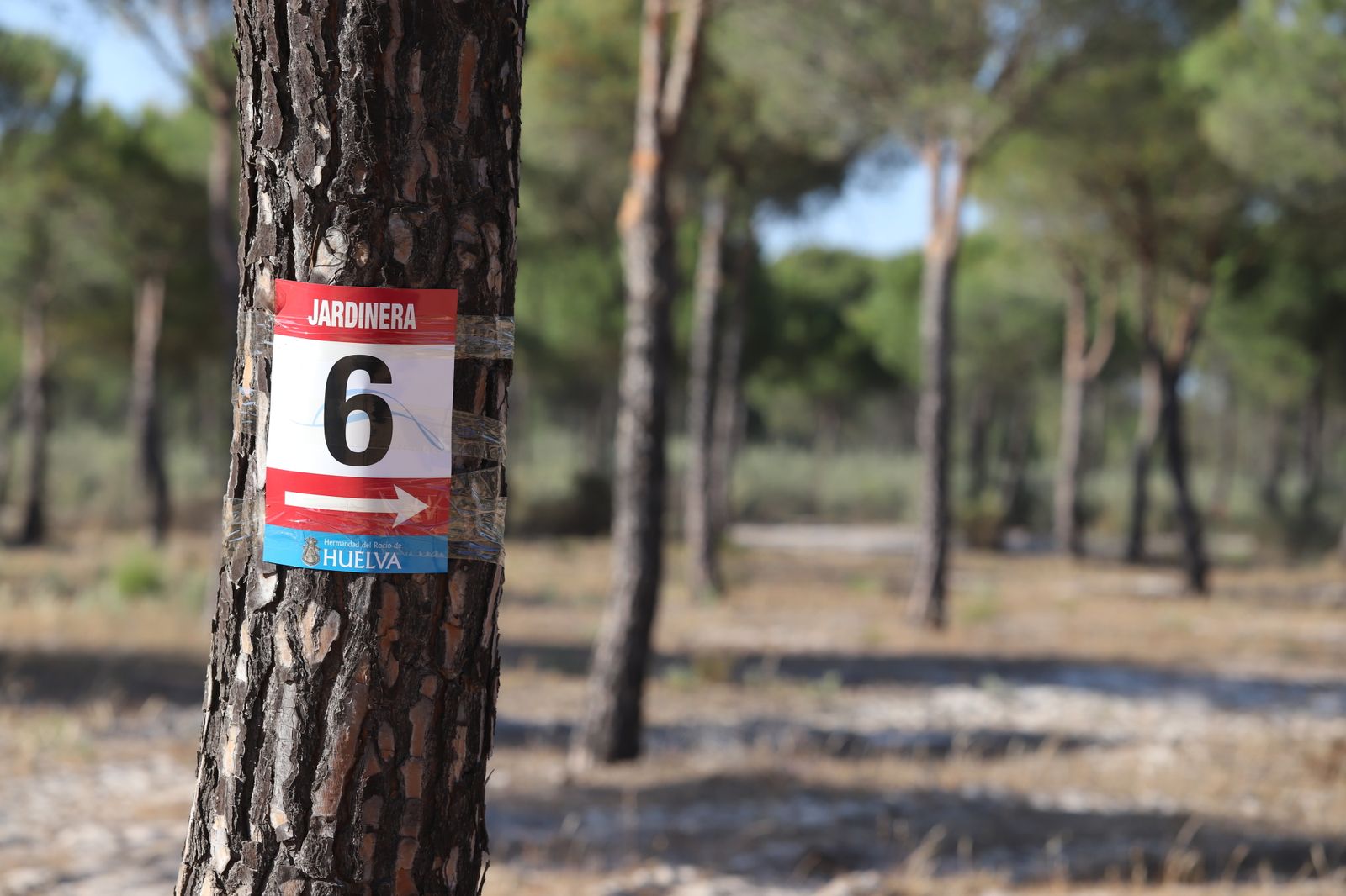 Imágenes del estado en el que se encuentran los caminos del Rocío para la Romería 2023