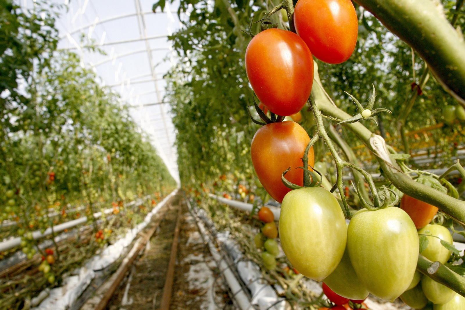 Imagen de archivo de un cultivo en un invernadero en Granada