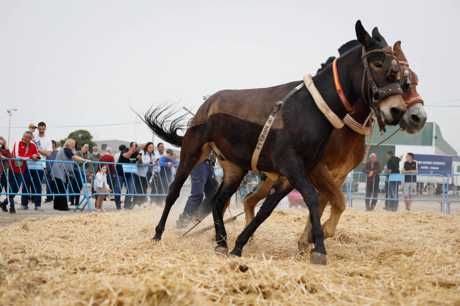 Galería de la Feria  de ganado en Tarambana