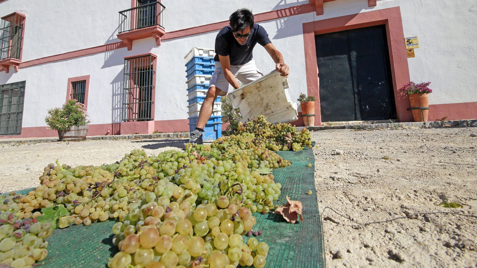 Vendimia y pisa de la uva tradicional en Viña El Corregidor de Bodegas Luis Pérez