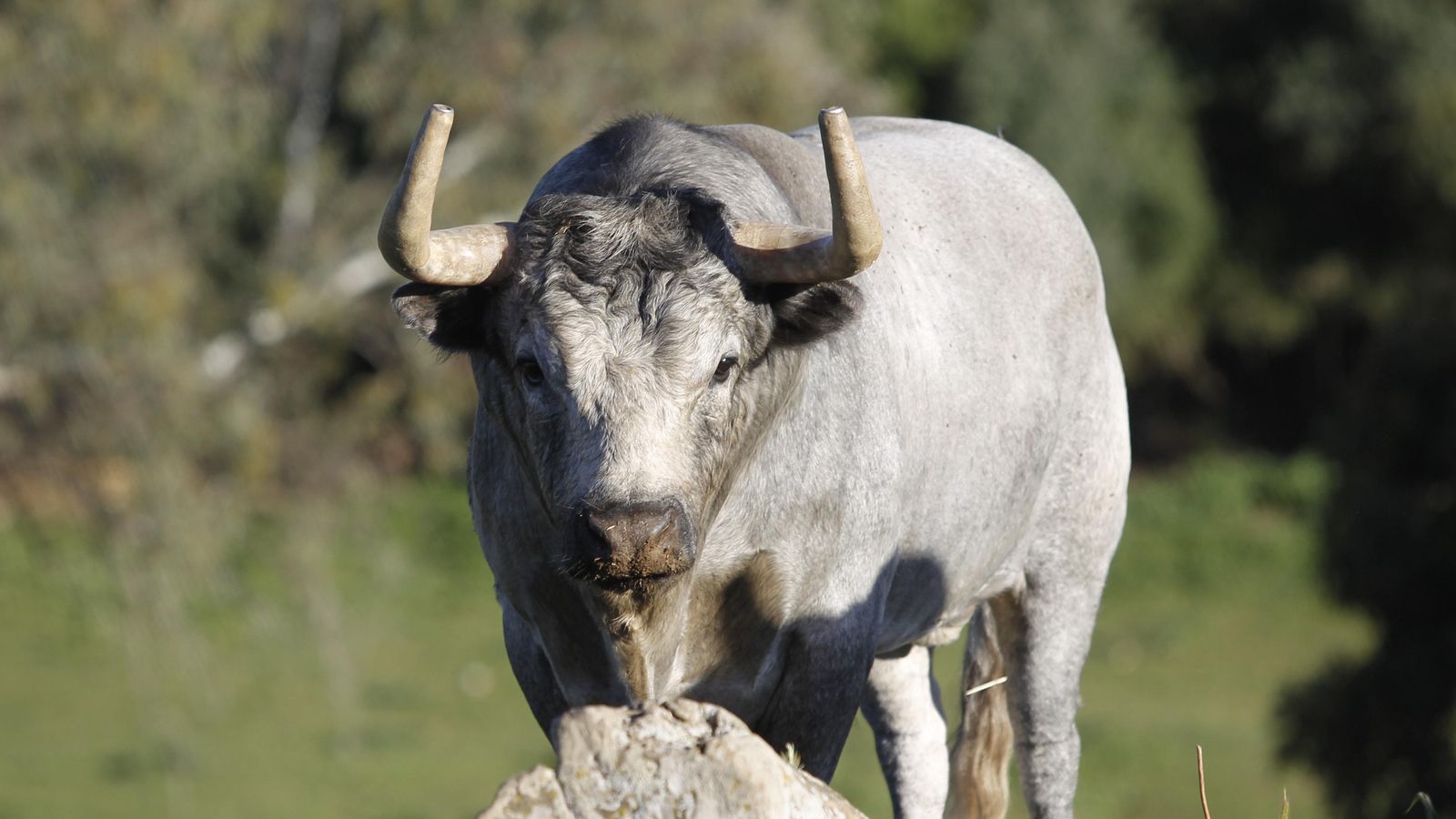 De los nueve toros enviados a La Maestranza, se elegirán a los seis que serán lidiados.