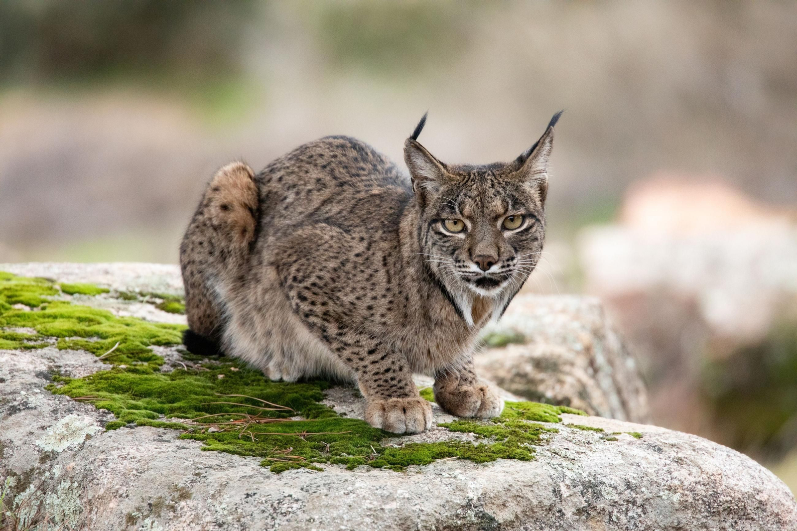 Un lince en un parque natural de Andalucía.