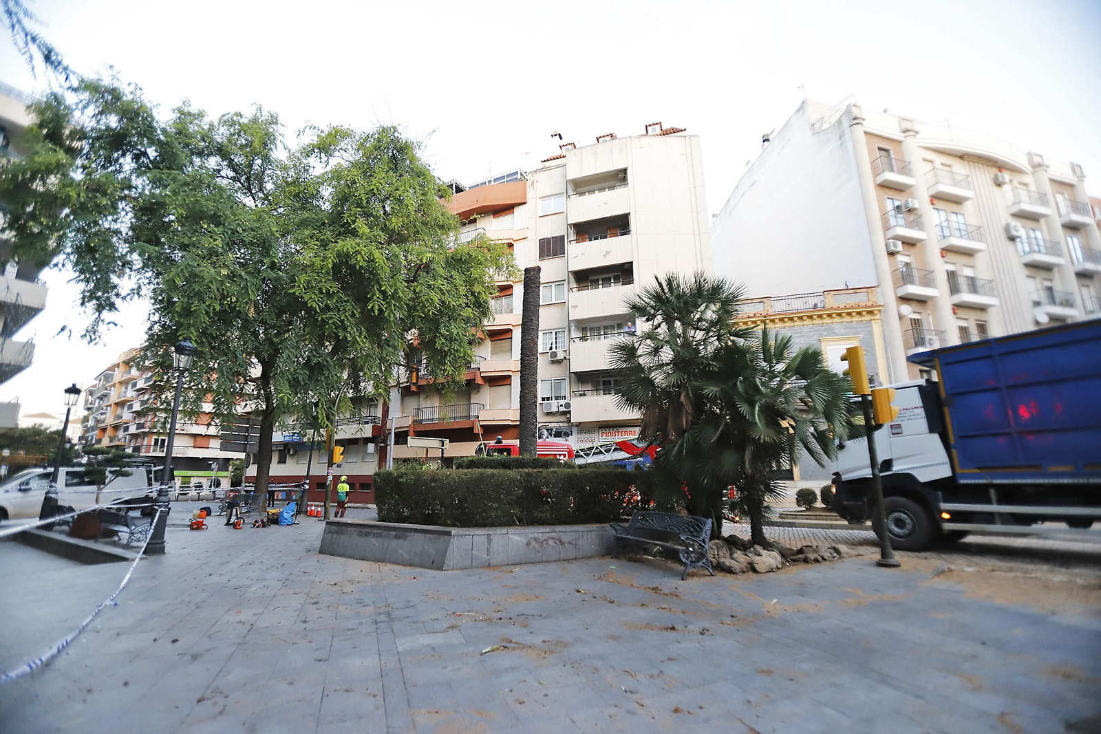 Imágenes de la tala de la emblemática Palmera de Huelva