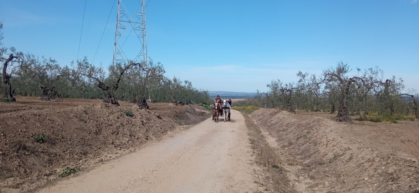 Las imágenes de la ruta de la dehesa de Albaida del Aljarafe