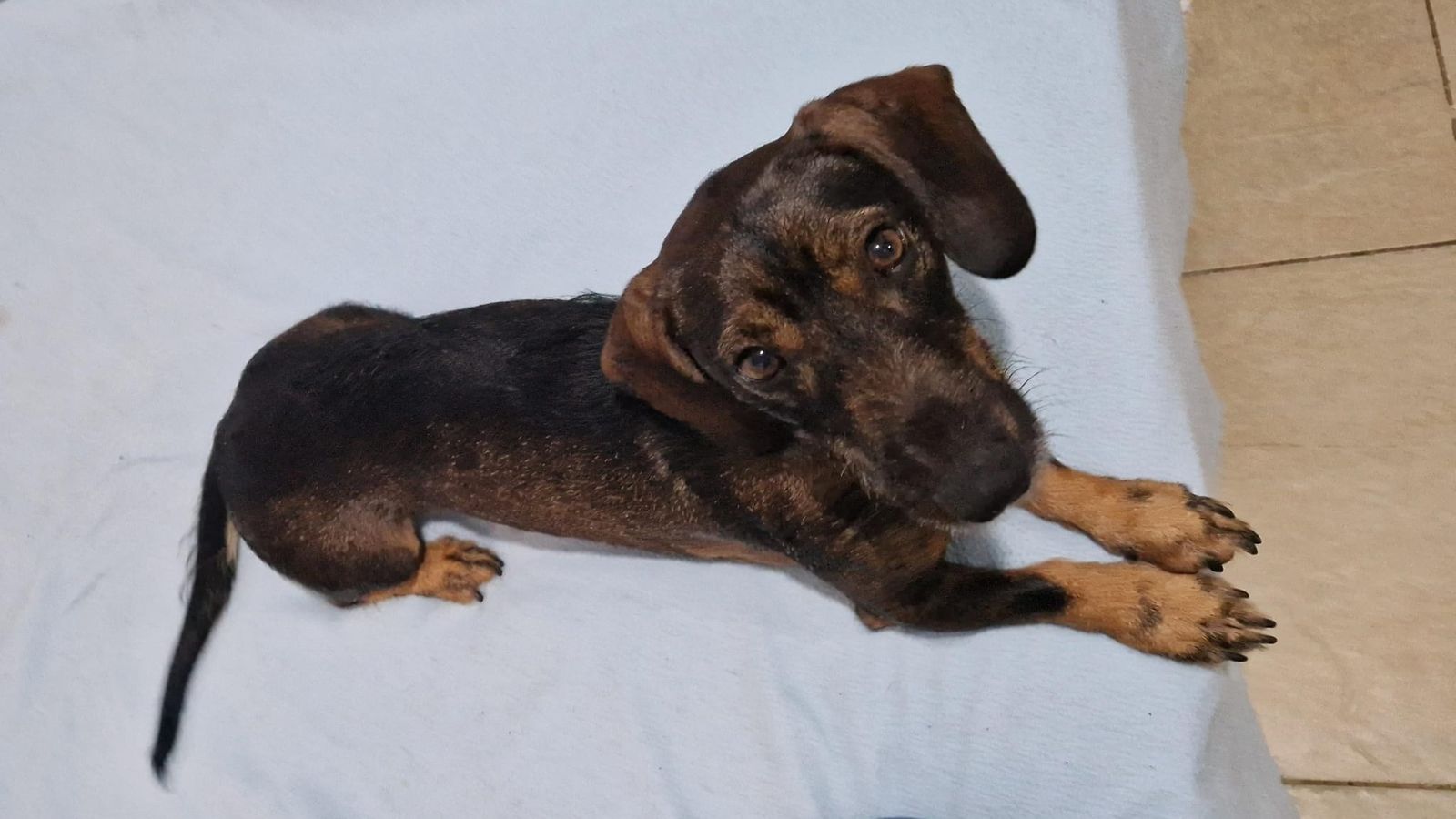 Ciro, el fiel perro salchicha de Liliana Falco.