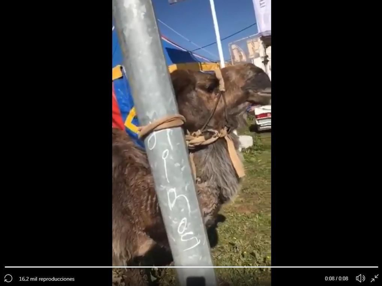 PACMA alerta sobre el mal trato a un camello de circo en Albolote