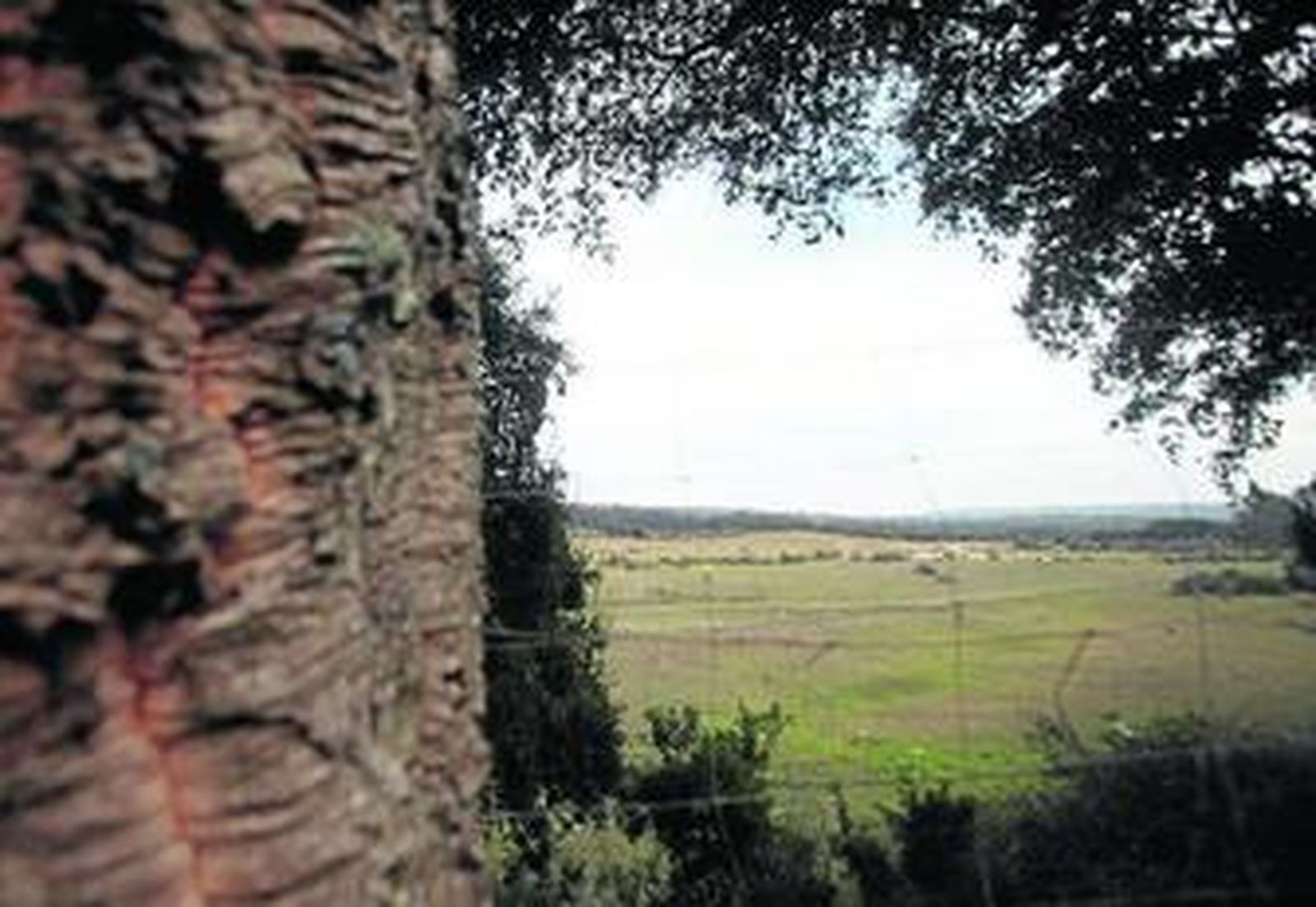 Imagen de un paraje de la finca La Almoraima, esta semana.