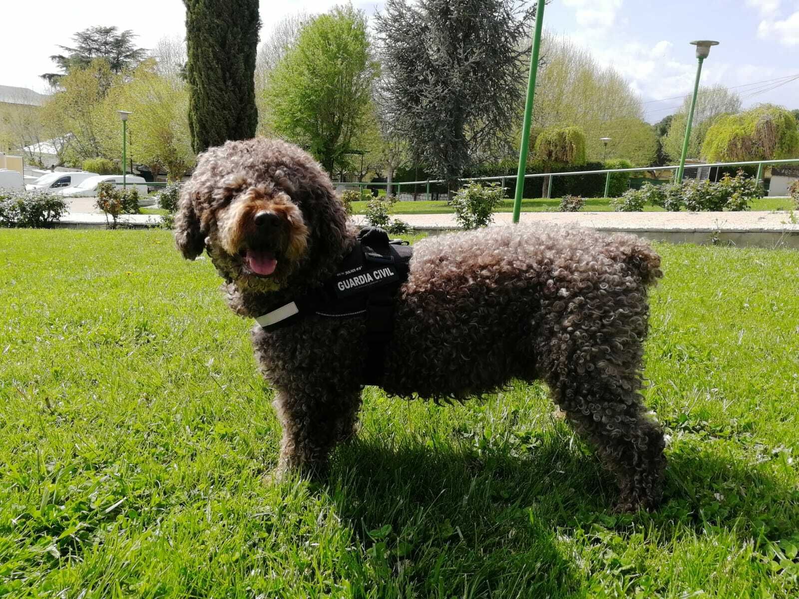 Fallece Marley, el perro policía que buscó a Laura Luelmo en la Cuenca Minera