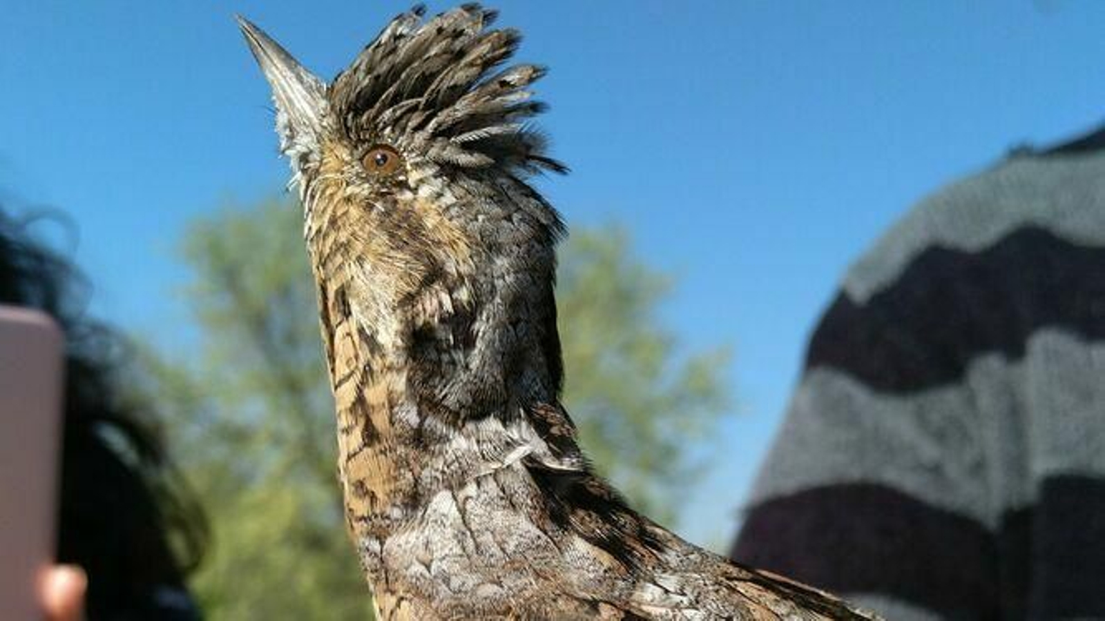 Torcecuello en posición de defensa