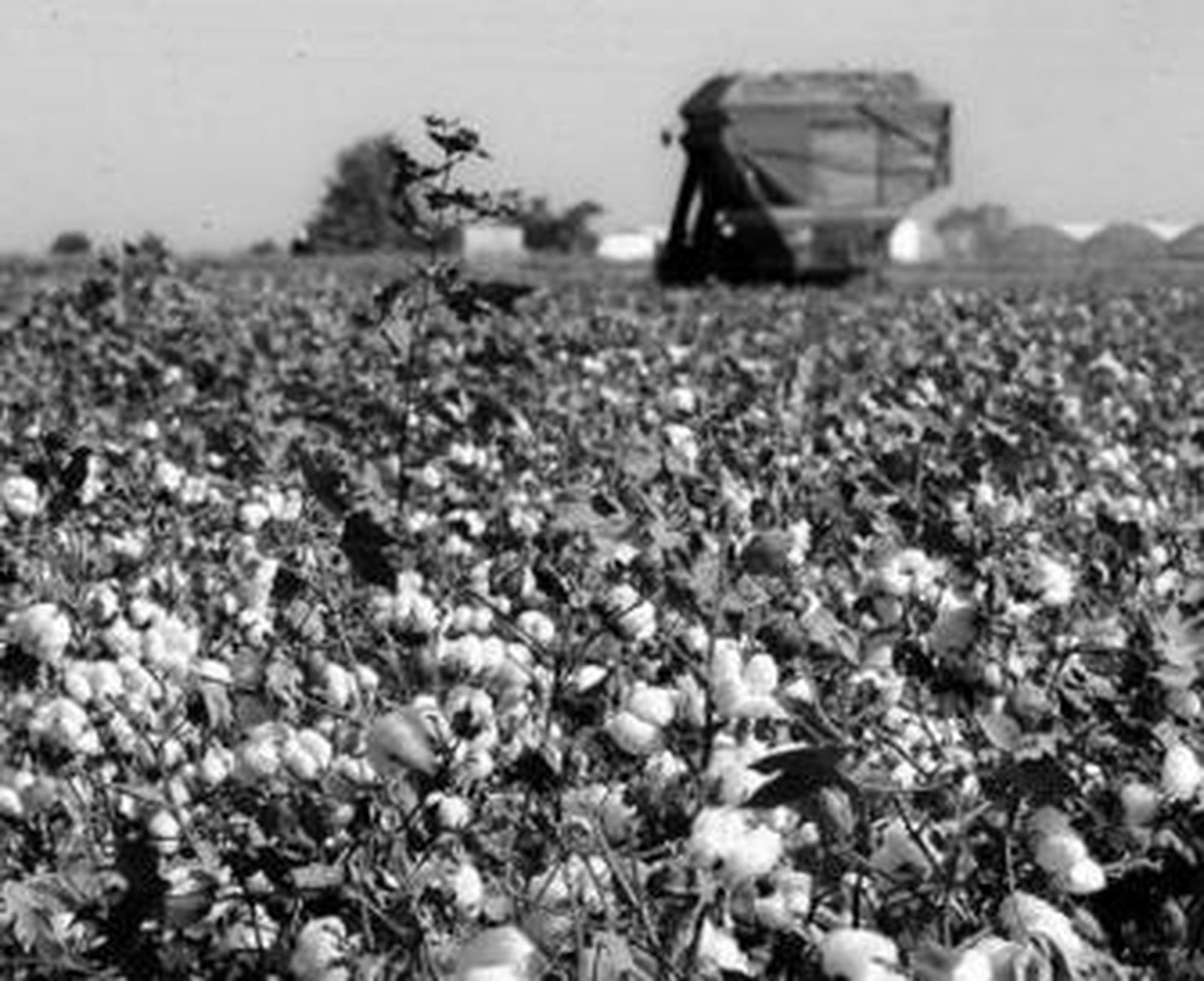 Recolección de algodón en una explotación de Lebrija.