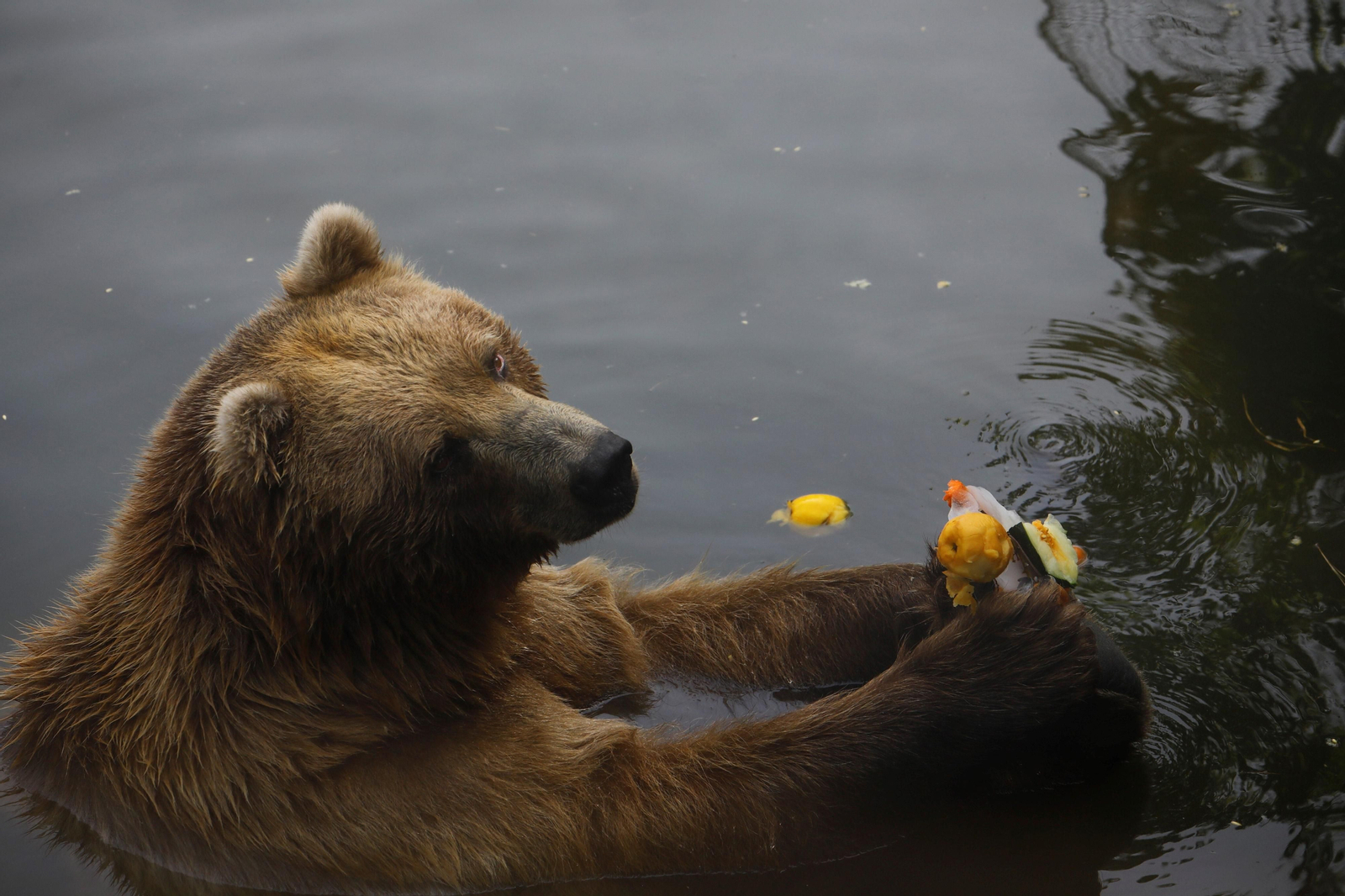 Fotogalería: Así viven los animales del Zoo de Córdoba los meses de verano