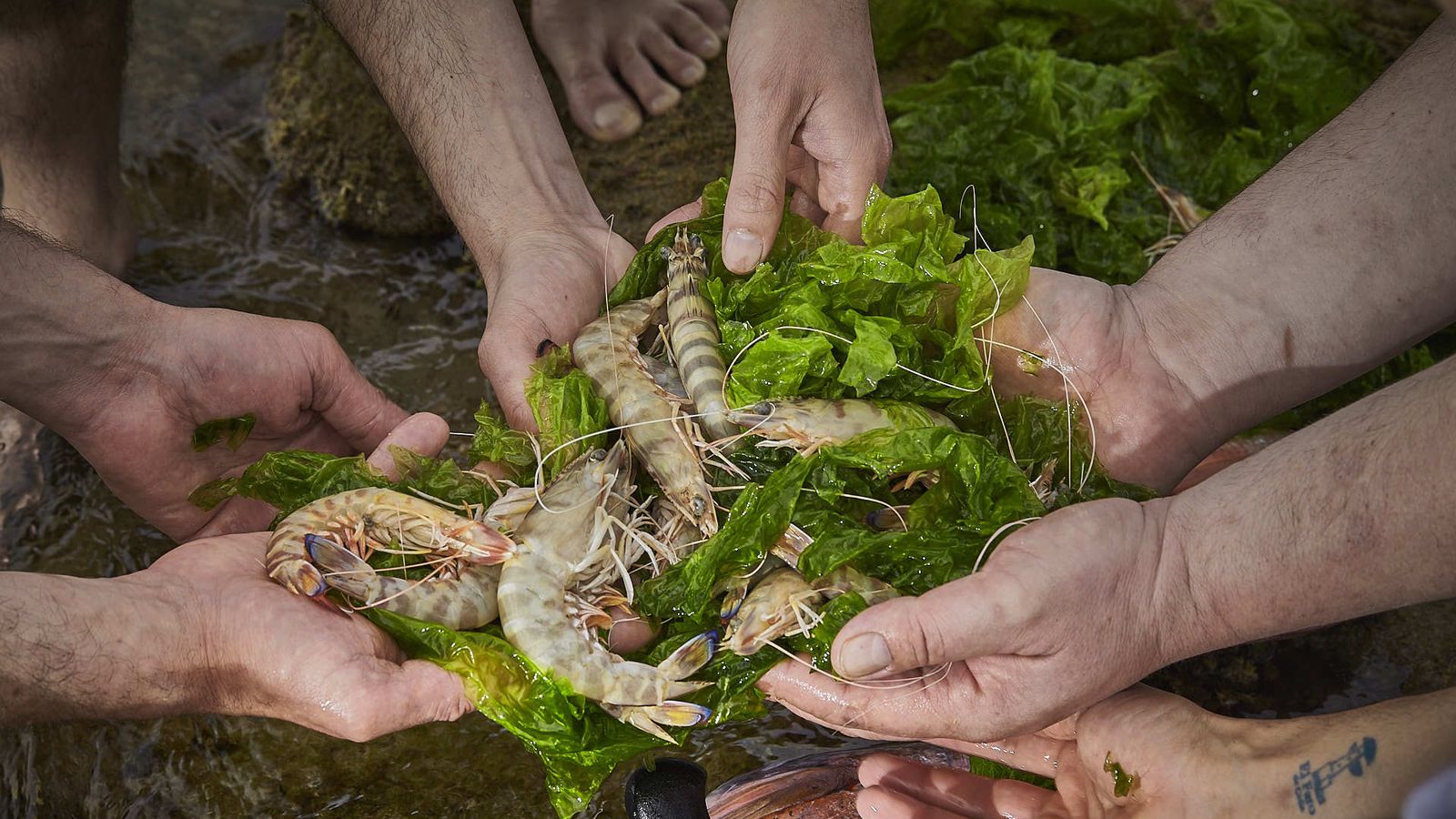 Langostinos de Chipiona.
