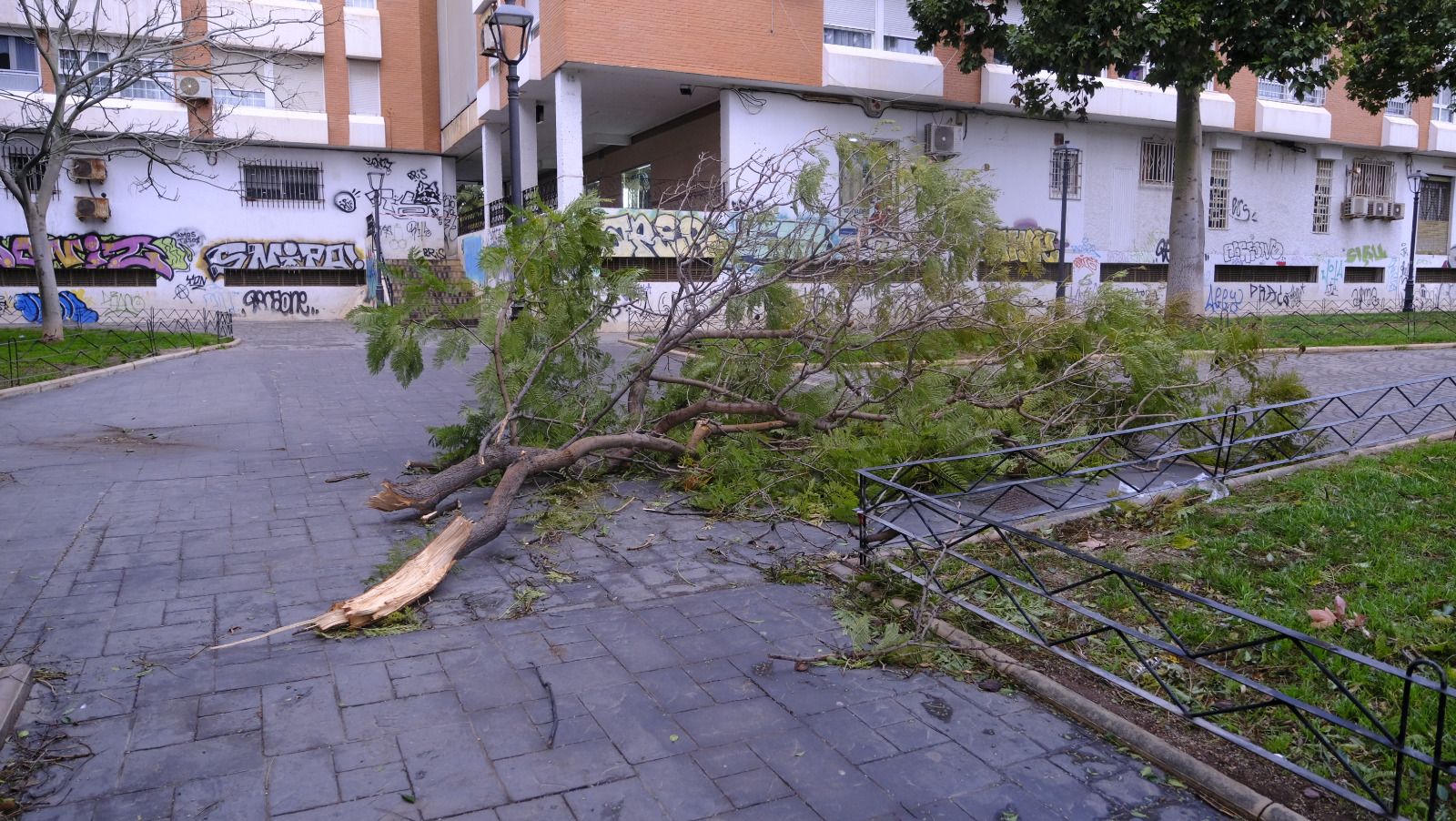 La enorme rama caída en el parque San Isidro de Almería capital.