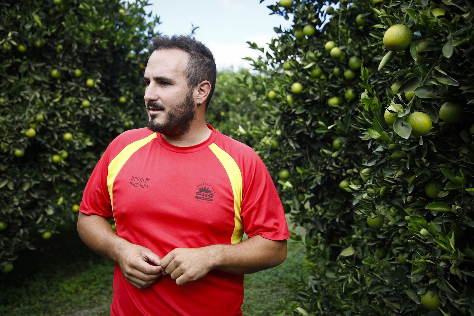 Las naranjas de Íllar, en imágenes