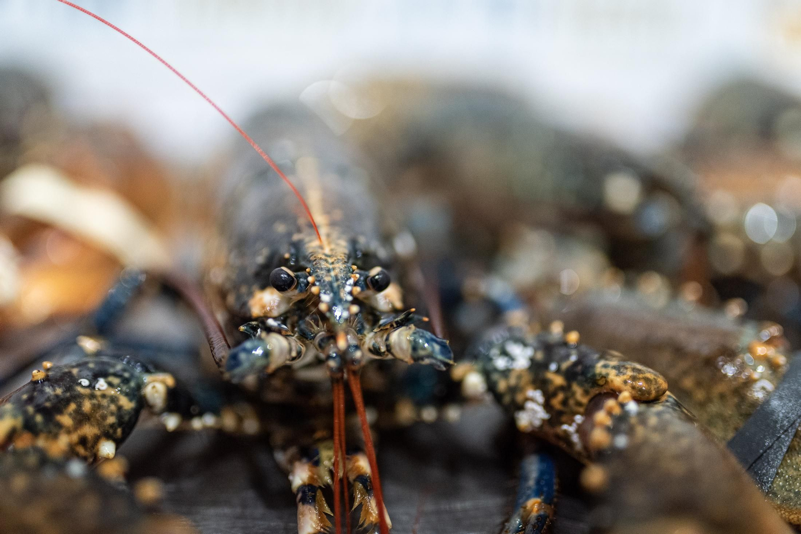 El marisco de Huelva, una joya gastronómica que enamora