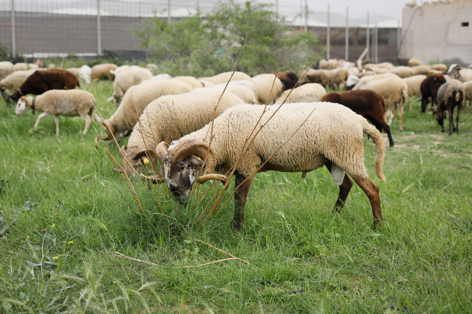 Galería de la Feria  de ganado en Tarambana