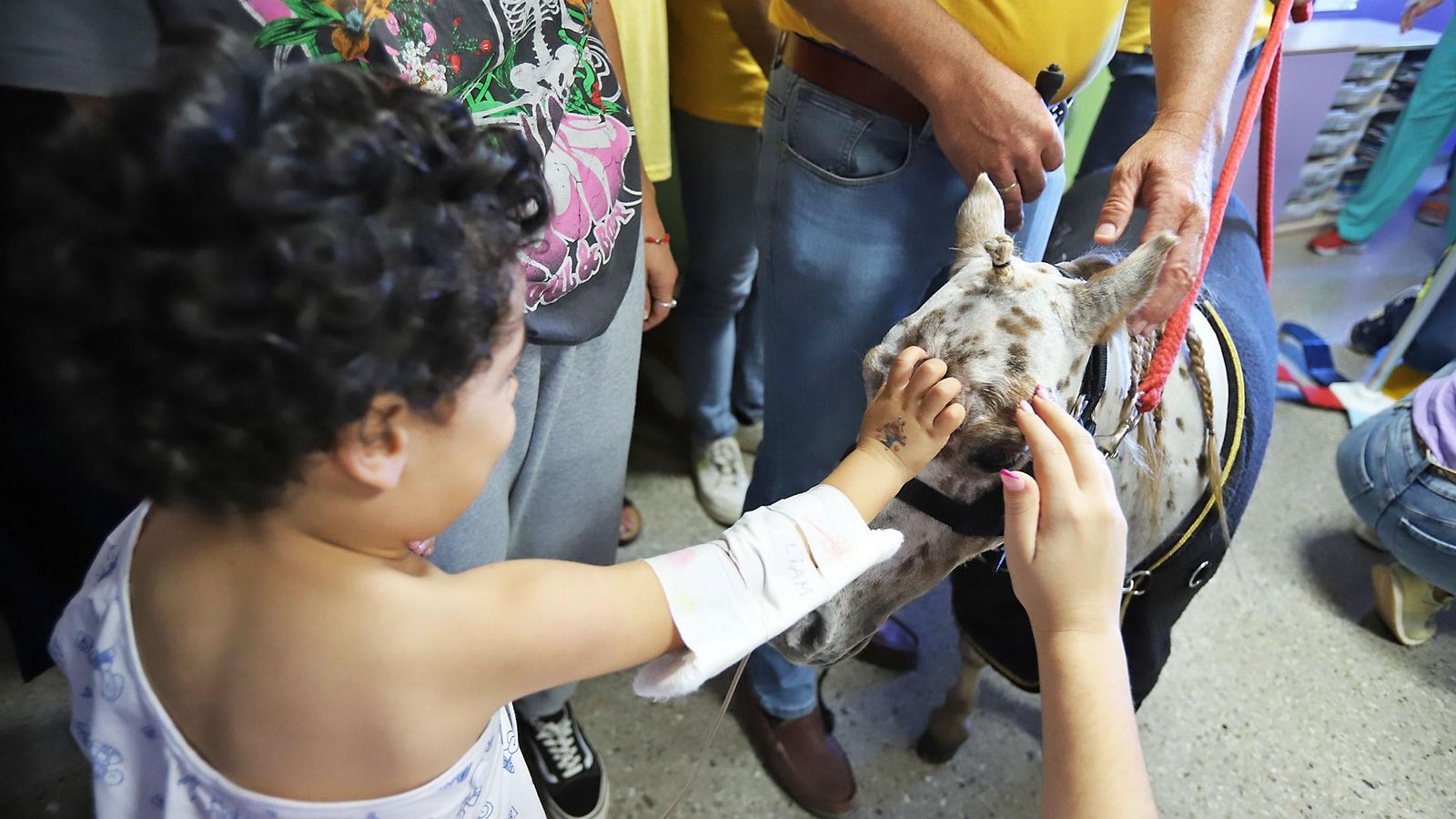 Uno de los caballos sorprende a un menor hospitalizado en Huelva.
