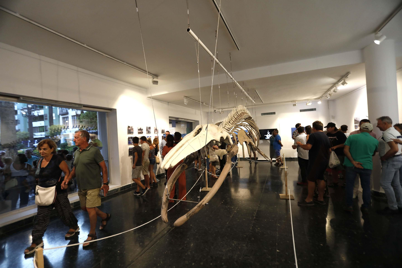 Fotos de la exposición del esqueleto de la ballena Galadriel