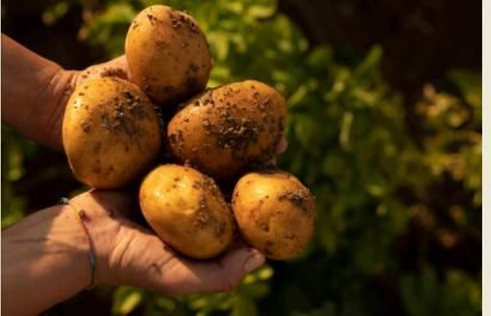 Patatas recién recogidas del campo.