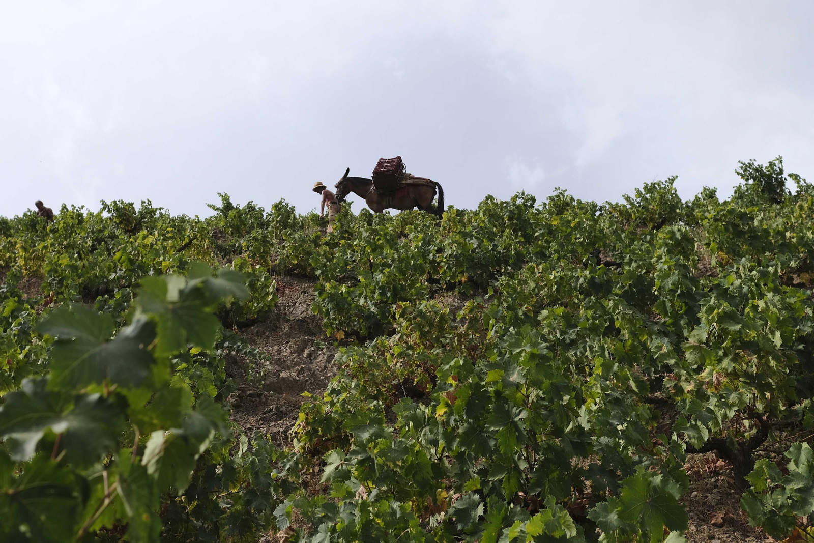 La vendimia de la Axarquía, en fotos